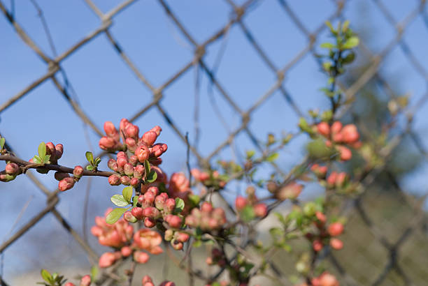 Fleurs Coing japonais - Photo