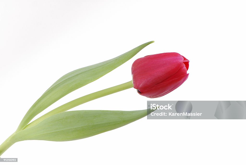 Tulipa vermelha Isolada - Royalty-free Figura para recortar Foto de stock