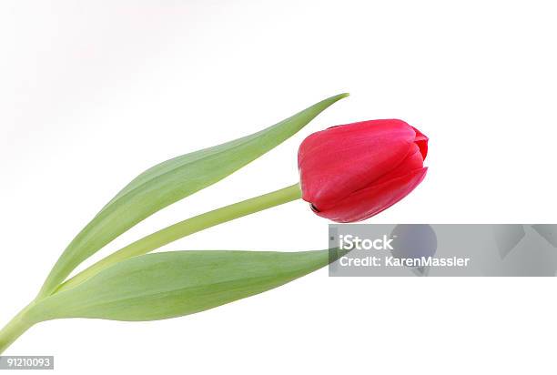 Tulipa Vermelha Isolada - Fotografias de stock e mais imagens de Figura para recortar - Figura para recortar, Flor, Fotografia - Imagem