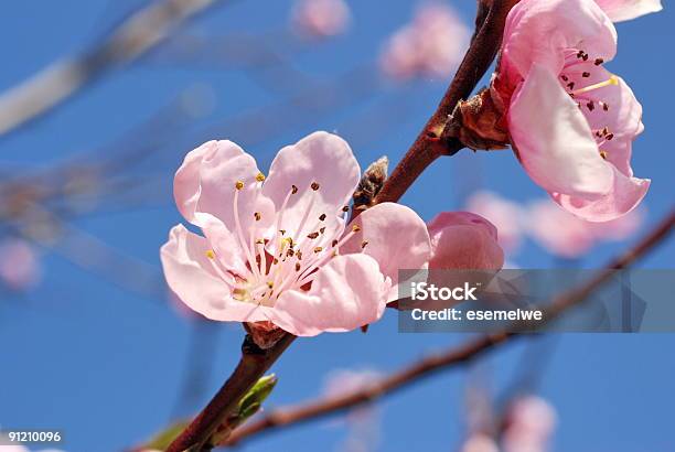 Peach Blossom Stock Photo - Download Image Now - Backgrounds, Beautiful People, Beauty