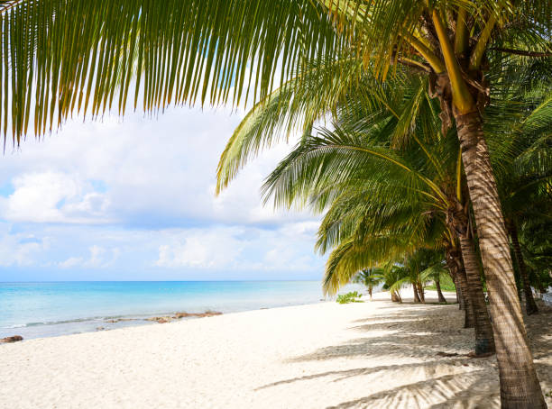 istock Cozumel island beach Riviera Maya Mexico 912101174