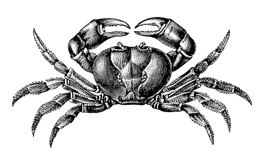 Illustration of a Black Land Crab, Gecarcinus Ruricola