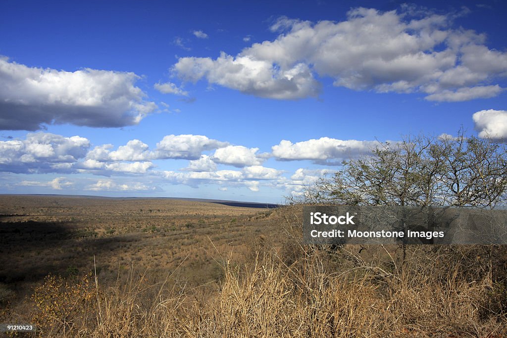 Nkumbe ricerca nel parco Kruger, Sudafrica - Foto stock royalty-free di Veldt