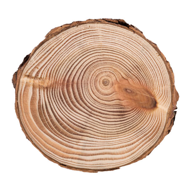 白い背景で隔離の年輪を示す木の幹の断面 - wood tree textured wood grain ストックフォトと画像