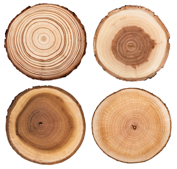 sezione trasversale dell'albero che mostra anelli di crescita isolati su sfondo bianco - larice foto e immagini stock
