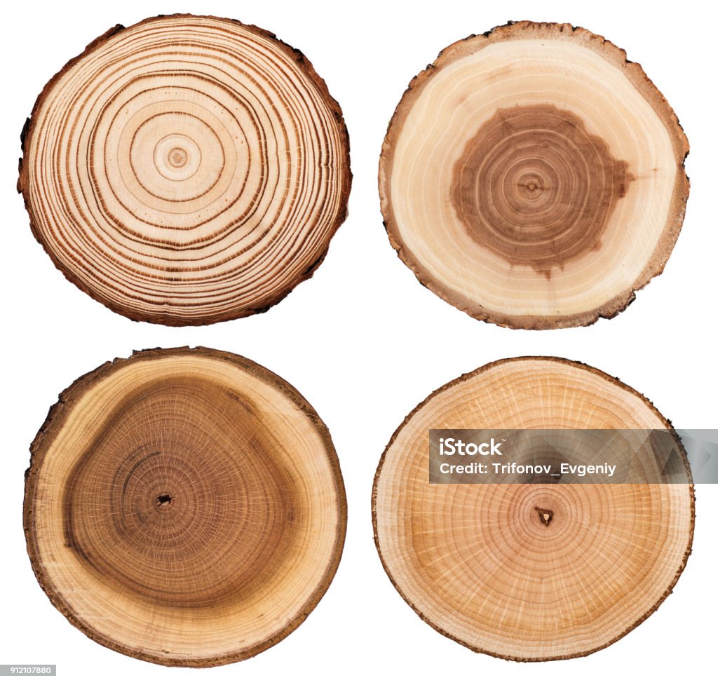 Cross section of tree  showing growth rings isolated on white background Wood - Material Stock Photo