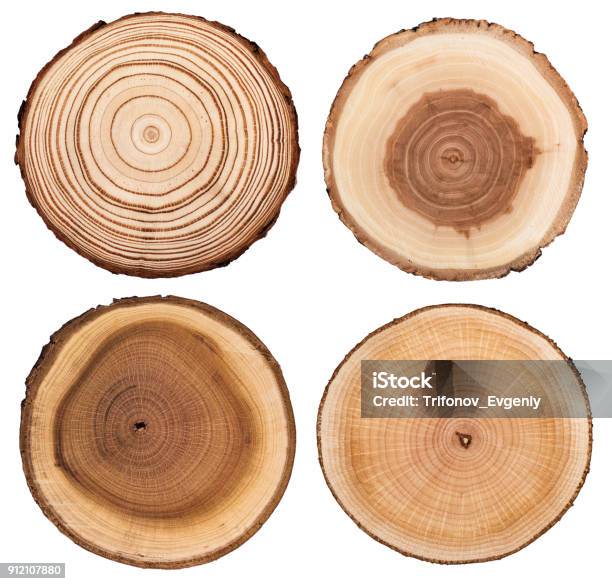Cross Section Of Tree Showing Growth Rings Isolated On White Background Stock Photo - Download Image Now