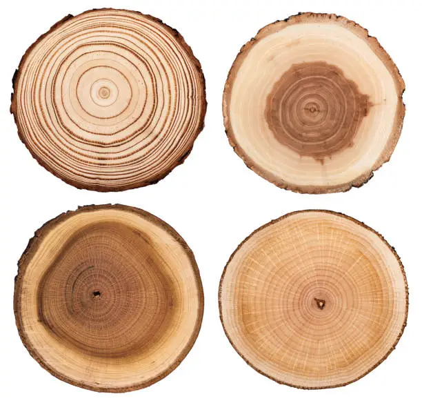 Photo of Cross section of tree  showing growth rings isolated on white background