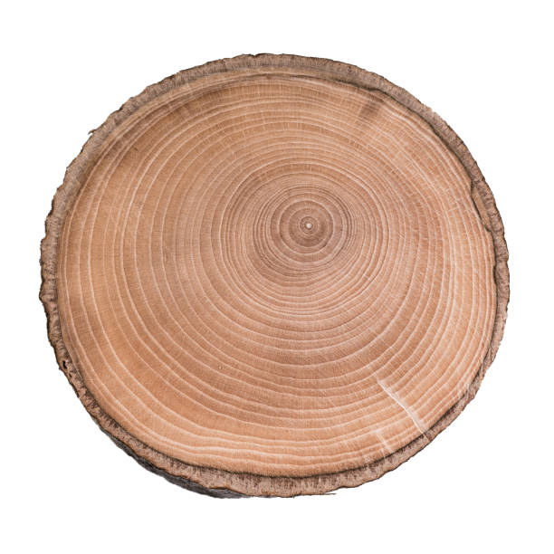 istock Cross section of tree trunk showing growth rings isolated on white background 912107900