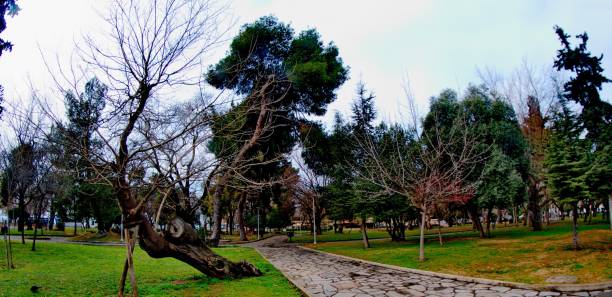 istock shape of trees in a park 912107982