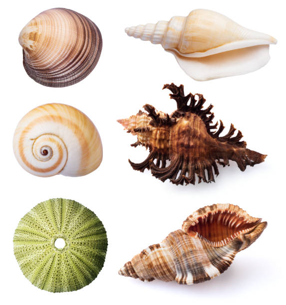 ouriços do mar e conchas sobre fundo branco. - remote shell snail isolated - fotografias e filmes do acervo