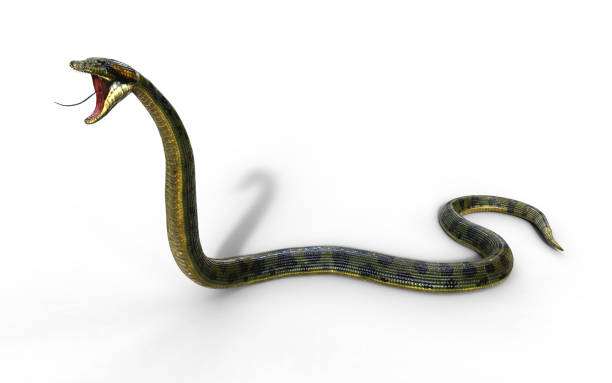 istock Anaconda Snake, Boa Constrictor The World's Biggest Venomous Snake 912108320