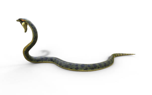 istock Anaconda Snake, Boa Constrictor The World's Biggest Venomous Snake 912108330