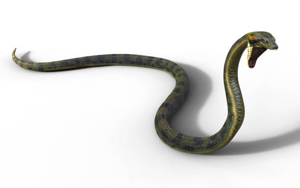 istock Anaconda Snake, Boa Constrictor The World's Biggest Venomous Snake 912108342