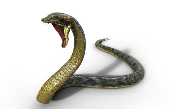 istock Anaconda Snake, Boa Constrictor The World's Biggest Venomous Snake 912108354