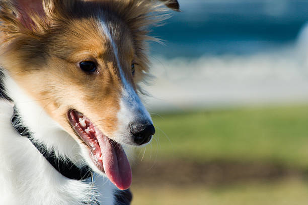 istock Little ball of trouble 91210863