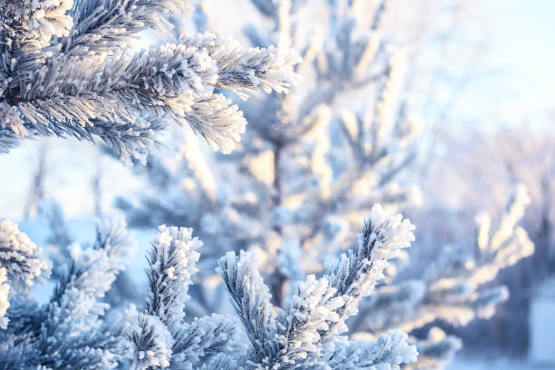 istock Spruce pine branches with hoarfrost winter frost snow 912108634
