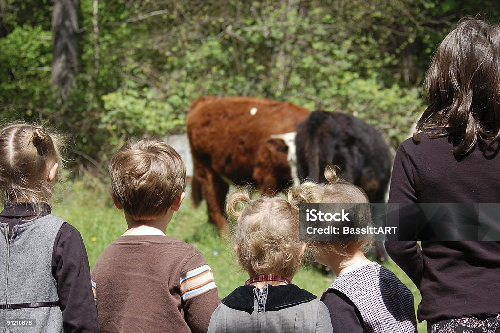 Guarda le mucche - Foto stock royalty-free di Giocare