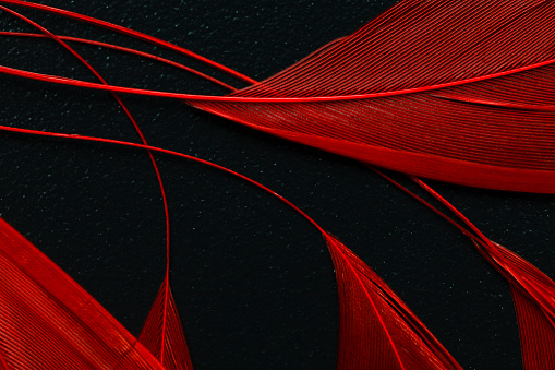 Red feather on black background