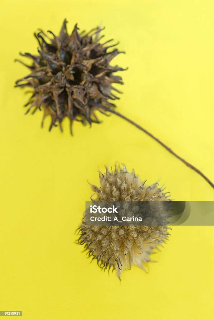 Two Seed Pods  Beige Stock Photo