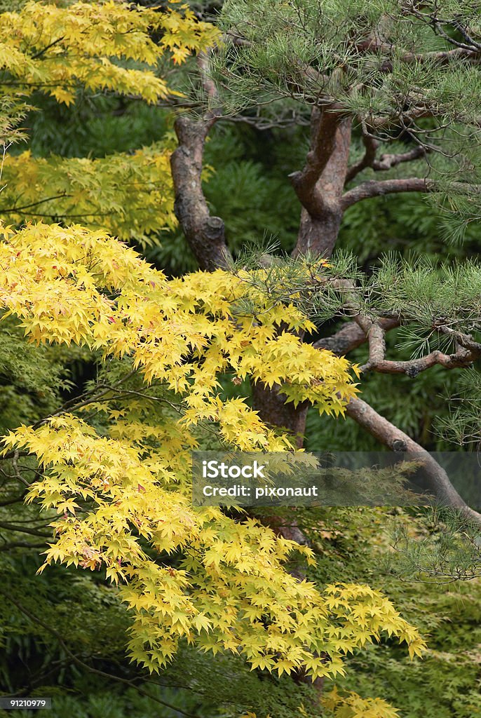 イロハモミジツリー、松 - アジア大陸のロイヤリティフリーストックフォト
