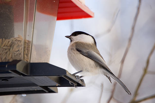 willow tit3 stock photo