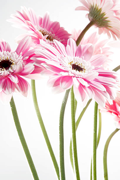 Flores cor-de-rosa - foto de acervo