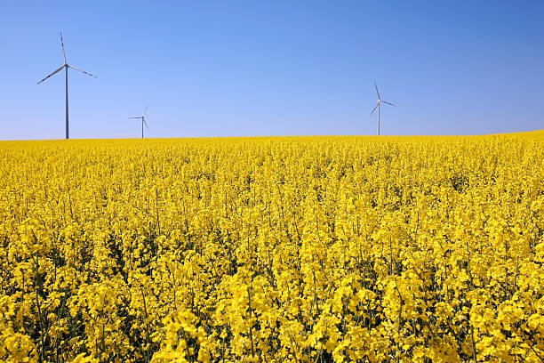 노란색 필드 - wind turbine austria field yellow 뉴스 사진 이미지