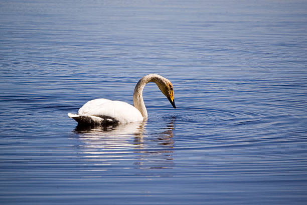 swan stock photo