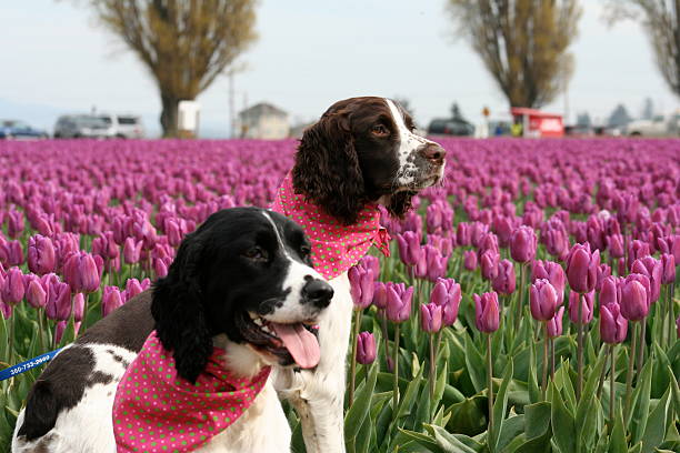 Tulipani primavera in - foto stock