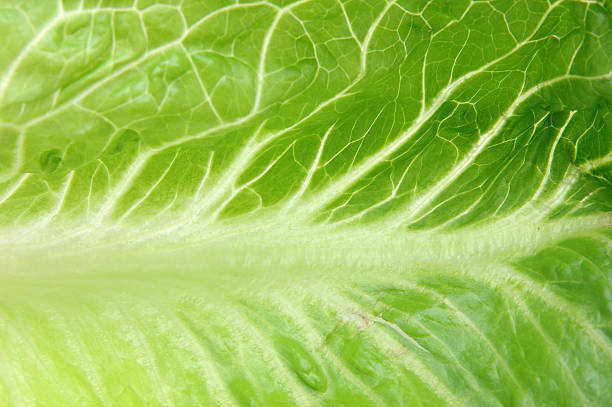 istock Close up of romaine lettuce 91211611