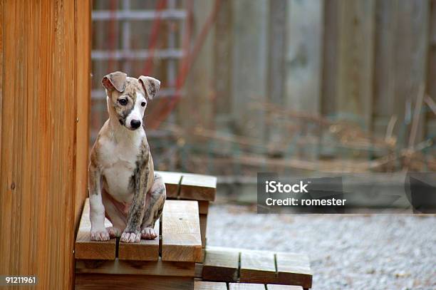 Whippet Machocachorrinho - Fotografias de stock e mais imagens de Amizade - Amizade, Amor, Animal