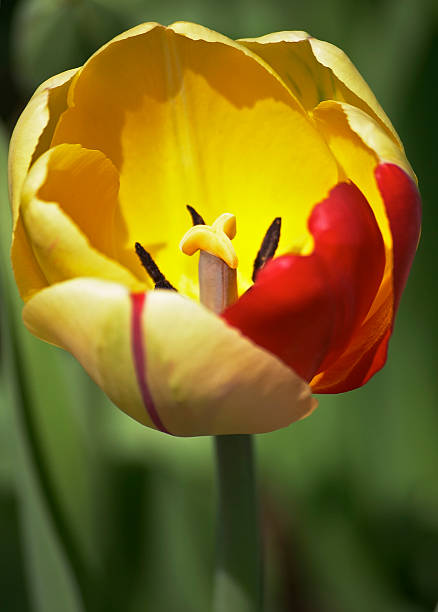 Wewnątrz tulip – zdjęcie