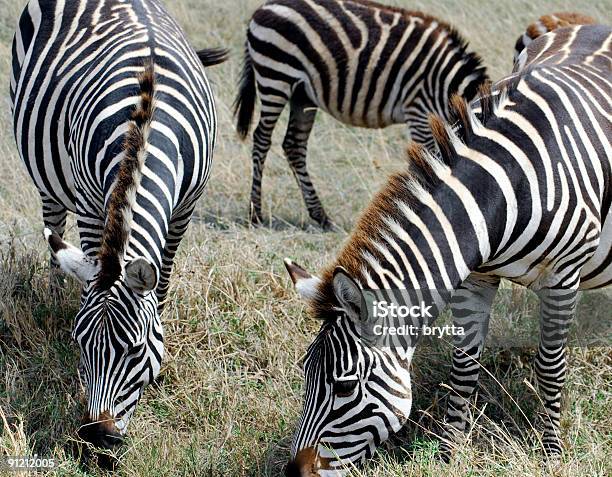 Pascolare Zebre - Fotografie stock e altre immagini di Africa - Africa, Africa orientale, Ambientazione esterna