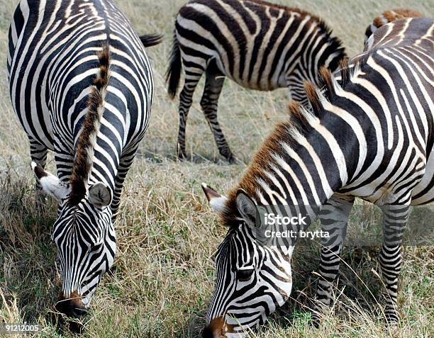 Foto de Zebras Pastando e mais fotos de stock de Animais de Safári - Animais de Safári, Animal, Animal selvagem