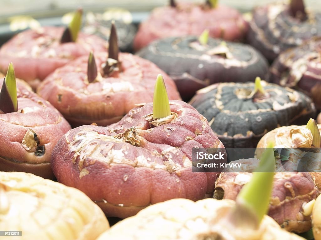 Sprouts planta - Foto de stock de Aire libre libre de derechos