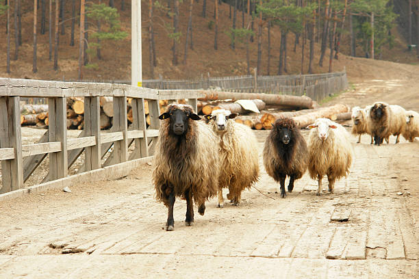 Cтоковое фото Скоро sheeps