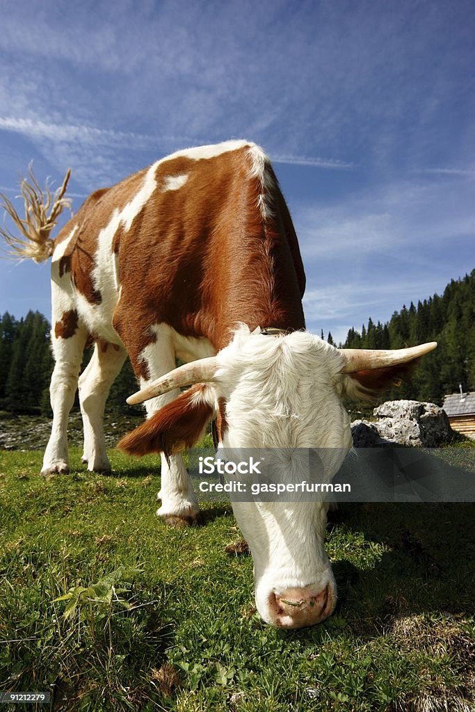 Vache sur un Pâturage - Photo de Agriculture libre de droits