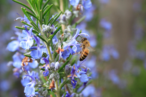 Honey bee on blue purple blossom.  Honeybee collect nectar from rosemary flower, close up view. Spring plant pollination, banner, copy space