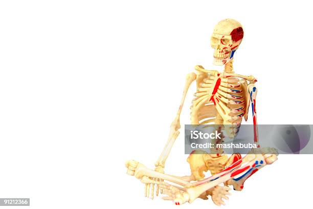 Szkielet Człowieka - zdjęcia stockowe i więcej obrazów Anatomia człowieka - Anatomia człowieka, Biologia - Nauka, Czaszka człowieka