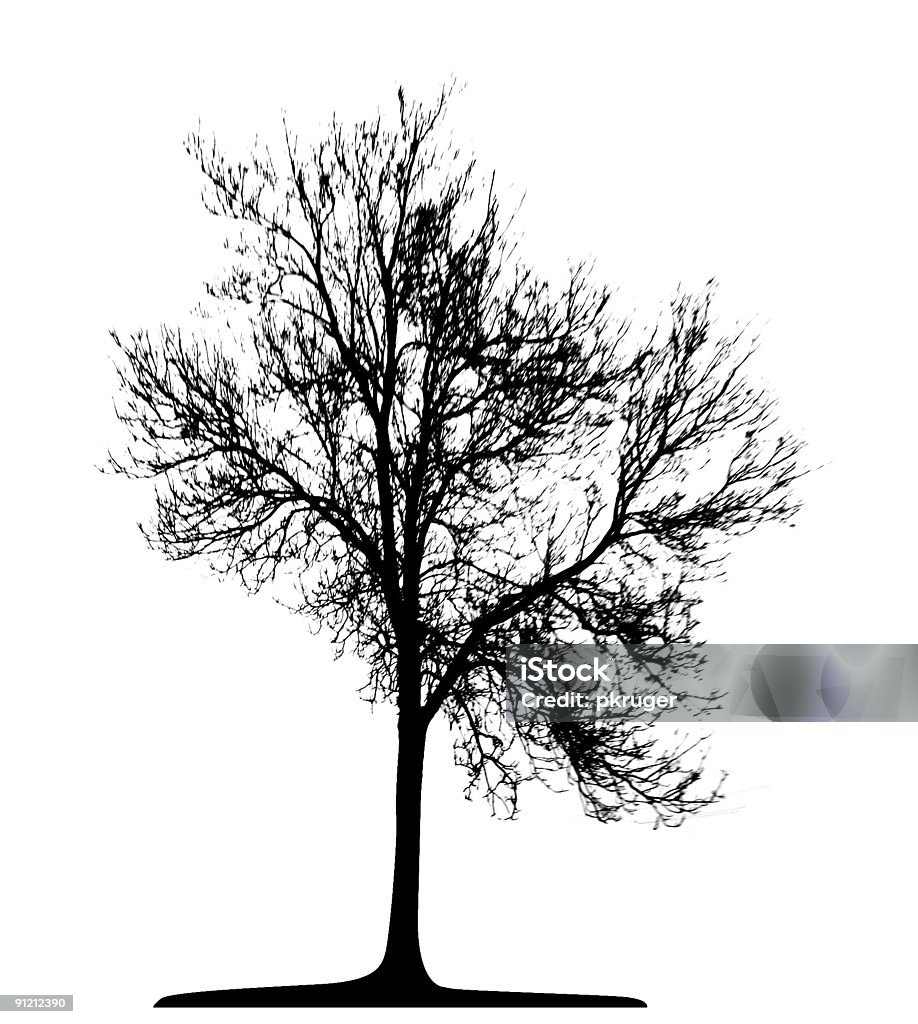 Vector Tree Isolated  Birch Tree stock illustration