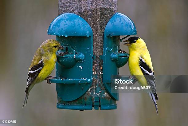 Mache Auf Bird Feeder Stockfoto und mehr Bilder von Goldzeisig - Goldzeisig, Distel, Farbbild