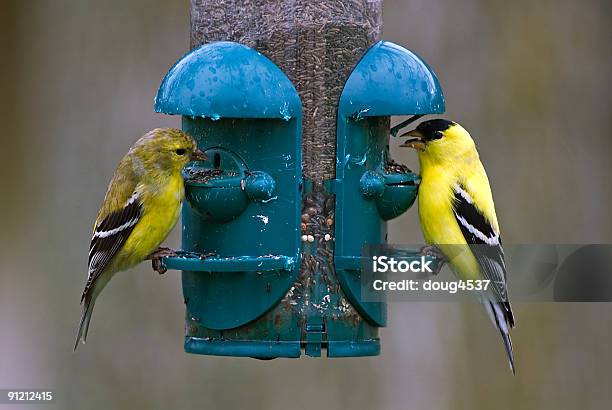 Goldfinches On 야생조류 투입기 어메리칸금방울새에 대한 스톡 사진 및 기타 이미지 - 어메리칸금방울새, 0명, 검은색