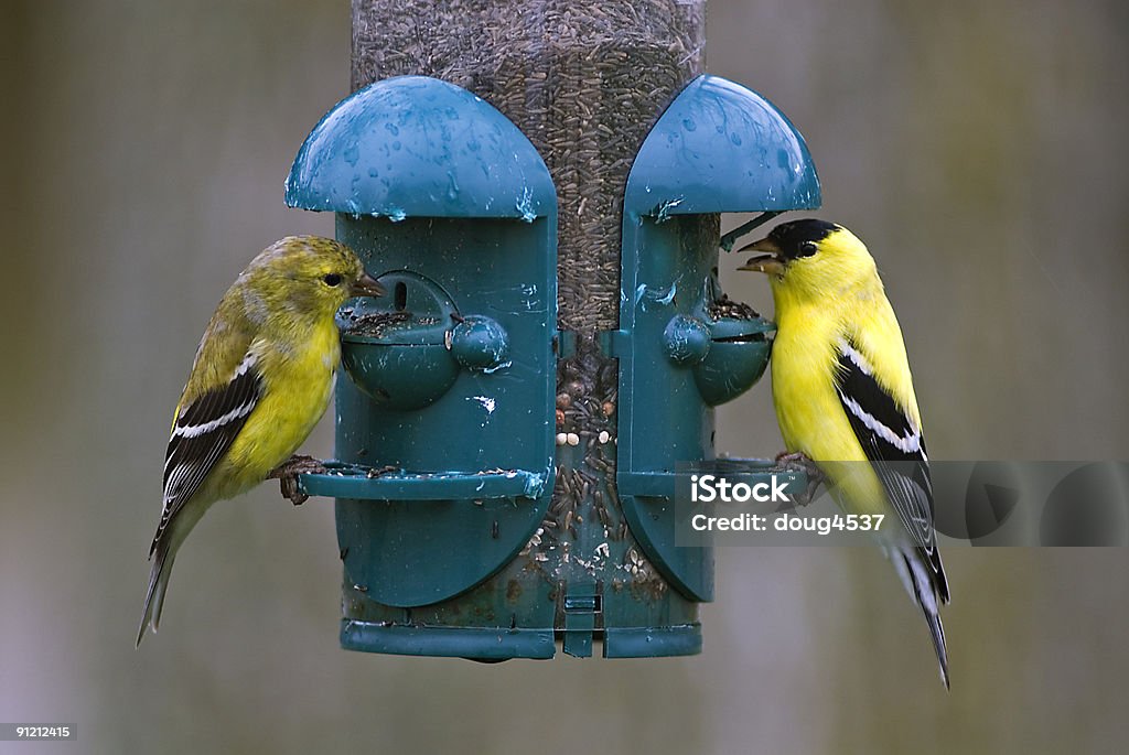 Goldfinches na Karmnik dla ptaków - Zbiór zdjęć royalty-free (Czyż złotawy)