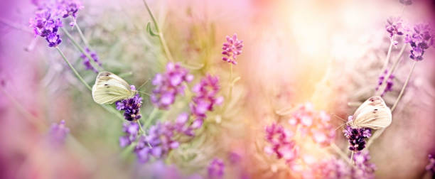 istock Selective focus on butterfly on lavender lit by sunlight - butterflies on lavender flower 912124540