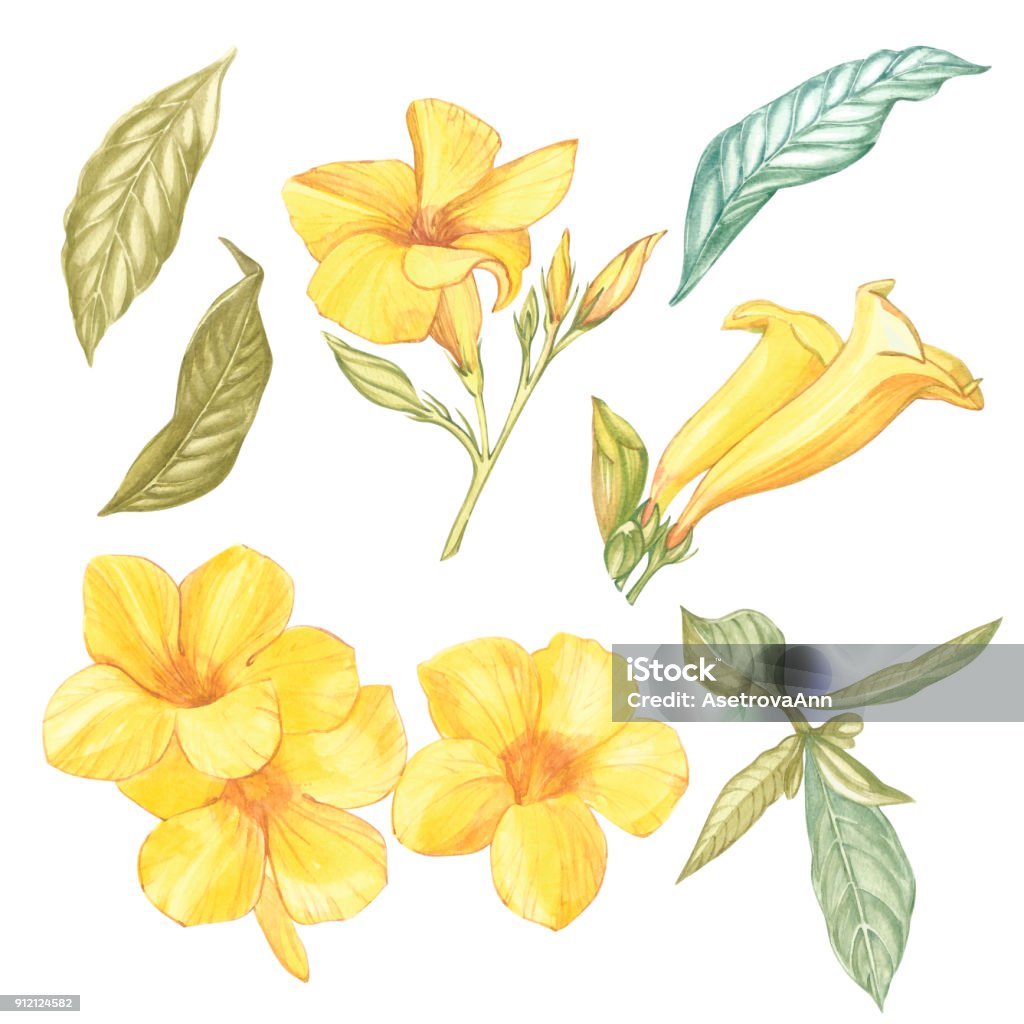 Vetores de Flor Alamanda Amarela Isolada No Fundo Branco Aquarela Flor De  Singapura Realista Colorida Com Folhas Exótico Objeto Floral Tropical Para  Seu Design De Cartaz e mais imagens de Amarelo -