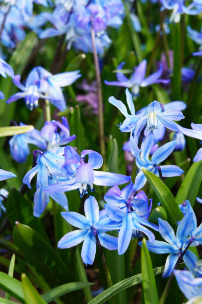 istock Blue scilla siberica flowers with green, vertical 912125576