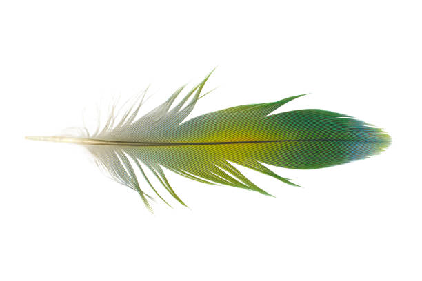 istock Beautiful light green feather isolated on white background 912128944