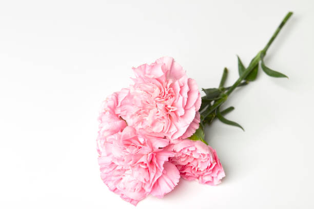 istock Pink carnations flower for Mother's day 912129264