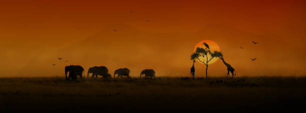 istock African Animals Sunset Silhouette Banner 912129688